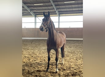 Westfaal, Ruin, 4 Jaar, 166 cm, Bruin
