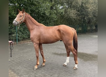 Westfaal, Ruin, 4 Jaar, 166 cm, Vos