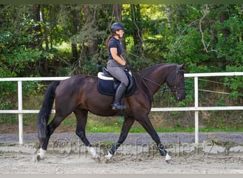 Westfaal, Ruin, 4 Jaar, 166 cm, Zwartbruin
