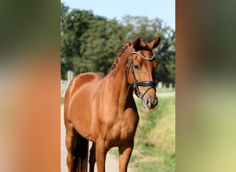 Westfaal, Ruin, 4 Jaar, 167 cm