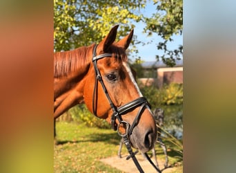 Westfaal, Ruin, 4 Jaar, 167 cm, Vos