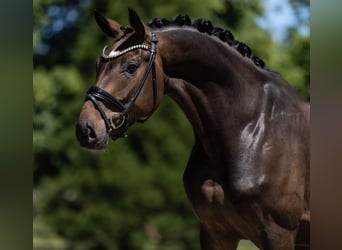 Westfaal, Ruin, 4 Jaar, 168 cm, Bruin