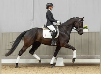 Westfaal, Ruin, 4 Jaar, 168 cm, Bruin