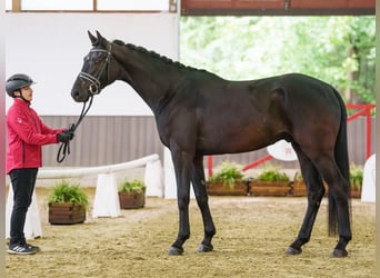 Westfaal, Ruin, 4 Jaar, 168 cm, Bruin