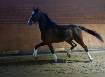Westfaal, Ruin, 4 Jaar, 168 cm, Bruin