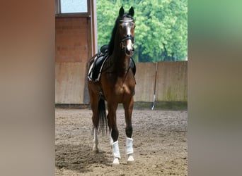Westfaal, Ruin, 4 Jaar, 168 cm, Bruin