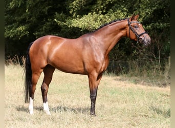 Westfaal, Ruin, 4 Jaar, 168 cm, Bruin