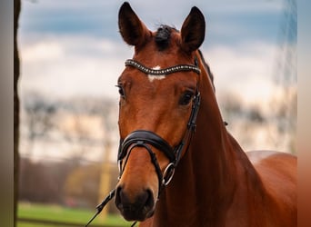 Westfaal, Ruin, 4 Jaar, 168 cm, Bruin