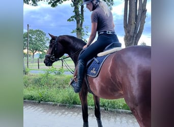 Westfaal, Ruin, 4 Jaar, 168 cm, Bruin