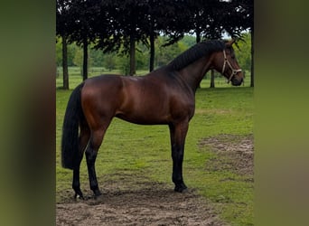 Westfaal, Ruin, 4 Jaar, 168 cm, Bruin