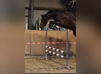 Westfaal, Ruin, 4 Jaar, 168 cm, Bruin
