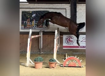 Westfaal, Ruin, 4 Jaar, 168 cm, Bruin