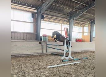 Westfaal, Ruin, 4 Jaar, 168 cm, Donkerbruin