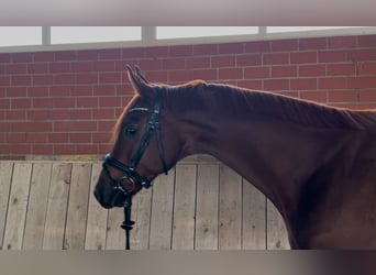 Westfaal, Ruin, 4 Jaar, 168 cm, Vos