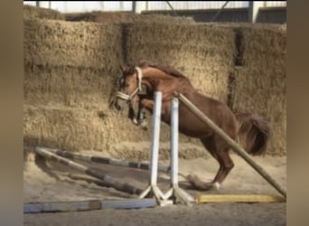 Westfaal, Ruin, 4 Jaar, 168 cm, Vos