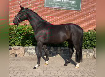 Westfaal, Ruin, 4 Jaar, 168 cm, Zwartbruin