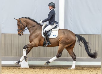 Westfaal, Ruin, 4 Jaar, 169 cm, Bruin