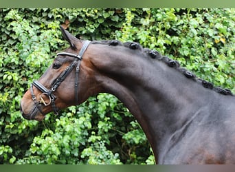 Westfaal, Ruin, 4 Jaar, 169 cm, Donkerbruin