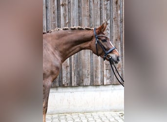 Westfaal, Ruin, 4 Jaar, 169 cm, Donkere-vos