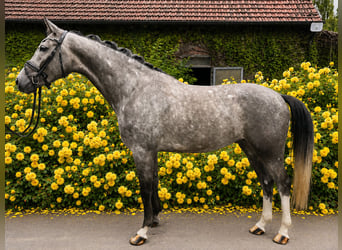 Westfaal, Ruin, 4 Jaar, 169 cm, Schimmel
