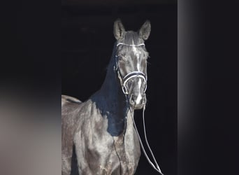 Westfaal, Ruin, 4 Jaar, 169 cm, Zwart