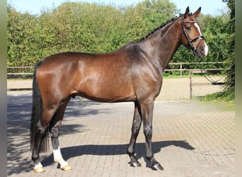 Westfaal, Ruin, 4 Jaar, 170 cm, Bruin