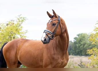 Westfaal, Ruin, 4 Jaar, 170 cm, Bruin