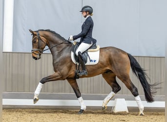 Westfaal, Ruin, 4 Jaar, 170 cm, Bruin