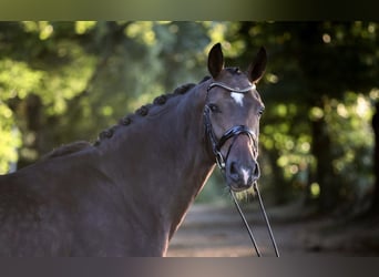 Westfaal, Ruin, 4 Jaar, 170 cm, Bruin