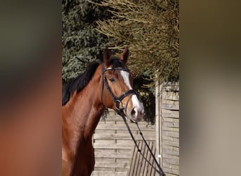 Westfaal, Ruin, 4 Jaar, 170 cm, Bruin