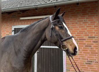 Westfaal, Ruin, 4 Jaar, 170 cm, Bruin