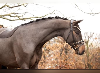 Westfaal, Ruin, 4 Jaar, 170 cm, Donkerbruin