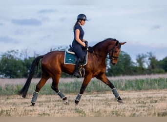 Westfaal, Ruin, 4 Jaar, 170 cm, Roodbruin