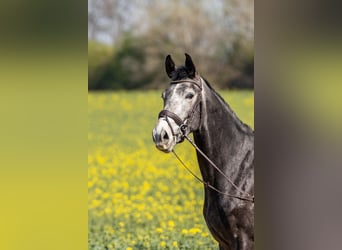 Westfaal, Ruin, 4 Jaar, 170 cm, Schimmel