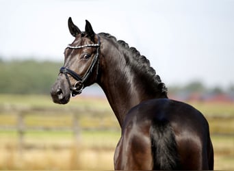 Westfaal, Ruin, 4 Jaar, 170 cm, Zwart