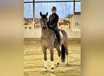 Westfaal, Ruin, 4 Jaar, 171 cm, Bruin