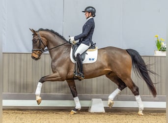 Westfaal, Ruin, 4 Jaar, 171 cm, Donkerbruin