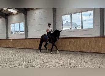 Westfaal, Ruin, 4 Jaar, 172 cm, Donkerbruin