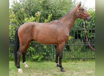 Westfaal, Ruin, 4 Jaar, 172 cm