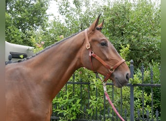 Westfaal, Ruin, 4 Jaar, 172 cm