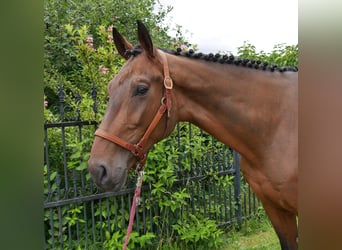 Westfaal, Ruin, 4 Jaar, 172 cm