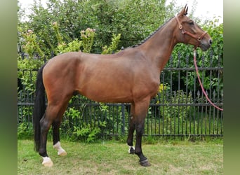 Westfaal, Ruin, 4 Jaar, 172 cm