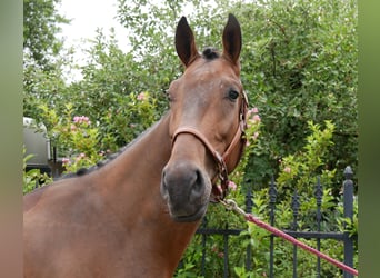 Westfaal, Ruin, 4 Jaar, 172 cm