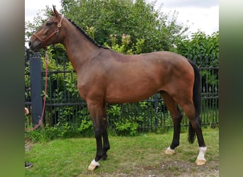 Westfaal, Ruin, 4 Jaar, 172 cm
