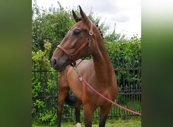 Westfaal, Ruin, 4 Jaar, 172 cm