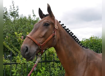 Westfaal, Ruin, 4 Jaar, 172 cm