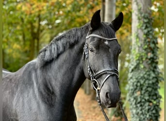 Westfaal, Ruin, 4 Jaar, 172 cm, Zwart