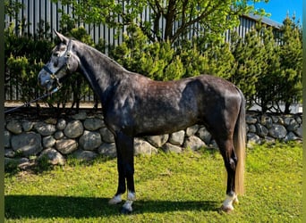 Westfaal, Ruin, 4 Jaar, 173 cm, Appelschimmel