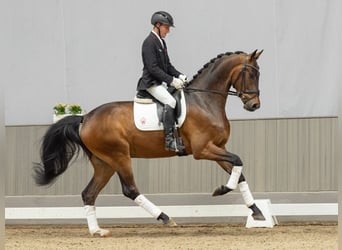 Westfaal, Ruin, 4 Jaar, 173 cm, Bruin