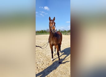 Westfaal, Ruin, 4 Jaar, 173 cm, Bruin